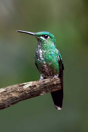 Picture of HUMMINGBIRD IV