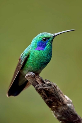 Picture of HUMMINGBIRD V
