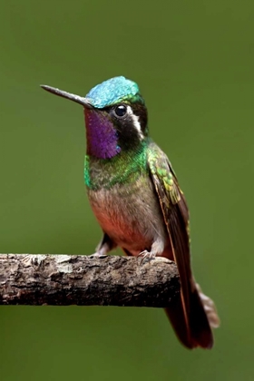 Picture of HUMMINGBIRD VI