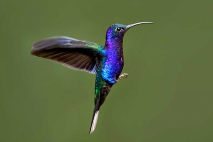 Picture of HUMMINGBIRD VII