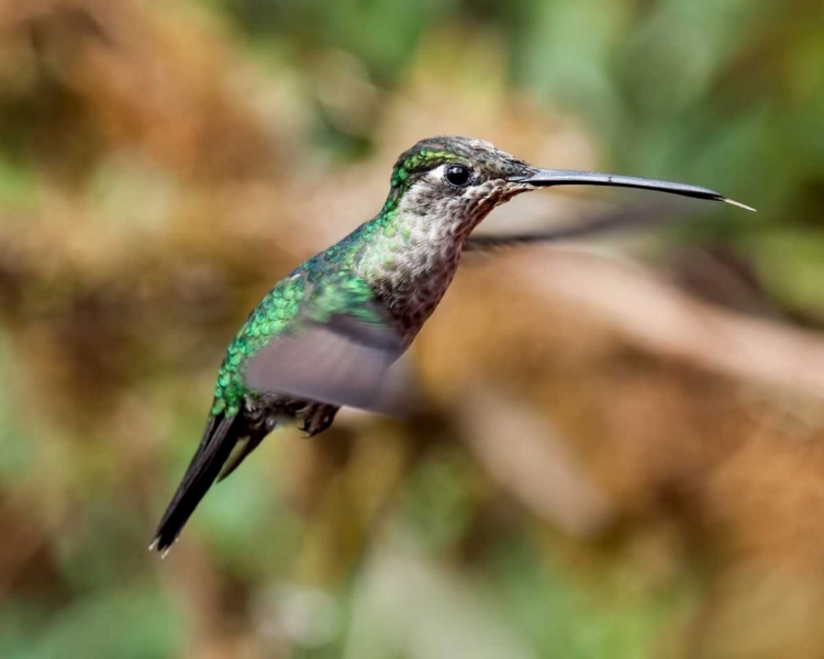 Picture of IN FLIGHT II