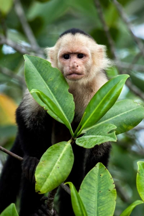 Picture of CAPUCHIN MONKEY I