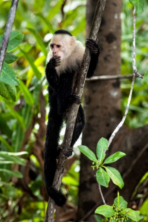 Picture of CAPUCHIN MONKEY II