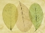 Picture of LEAF COLLAGE II