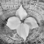 Picture of BLOOM I
