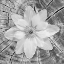 Picture of BLOOM II