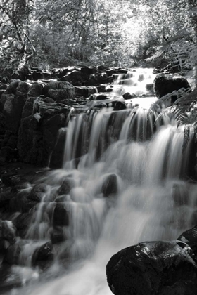 Picture of BW FALLS IN THE FOREST III