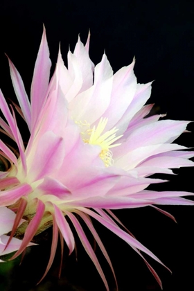 Picture of ECHINOPSIS FLOWERS I