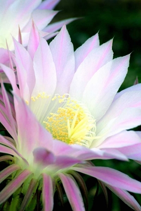 Picture of ECHINOPSIS FLOWERS II