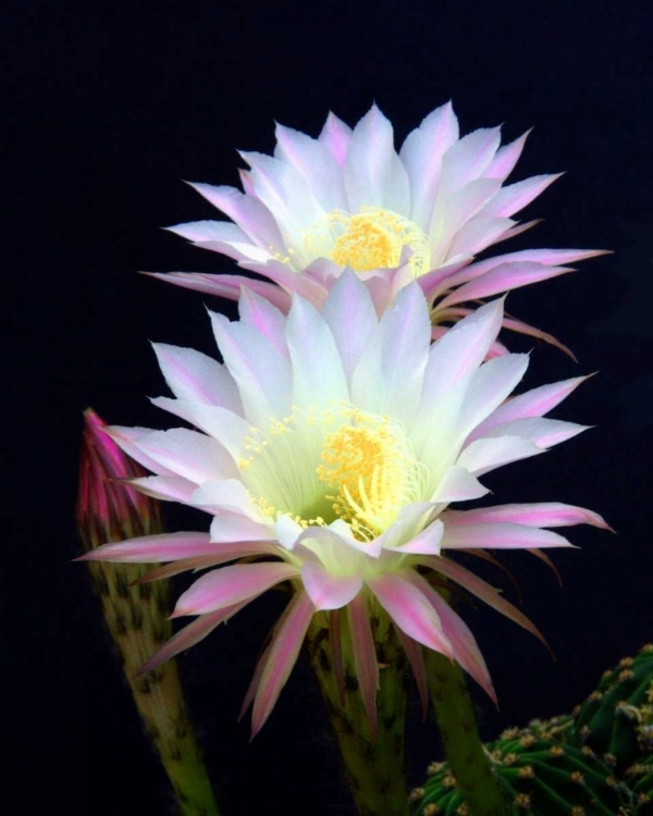 Picture of ECHINOPSIS FLOWERS III