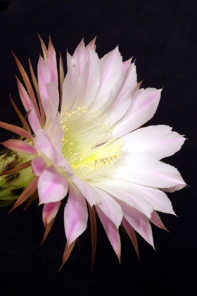 Picture of ECHINOPSIS FLOWERS IV