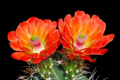 Picture of CLARET CUP FLOWERS
