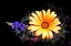 Picture of DESERT EXOTIC