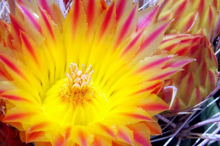 Picture of CACTUS FLOWER I