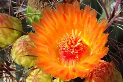 Picture of CACTUS FLOWER II