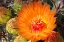 Picture of CACTUS FLOWER II