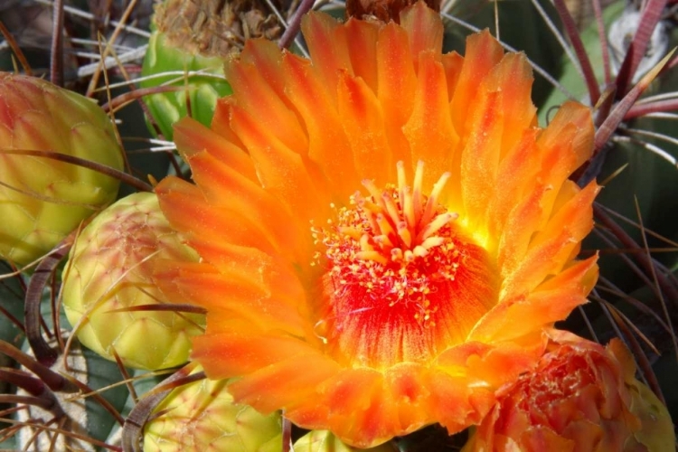 Picture of CACTUS FLOWER II