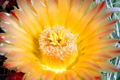 Picture of CACTUS FLOWER III