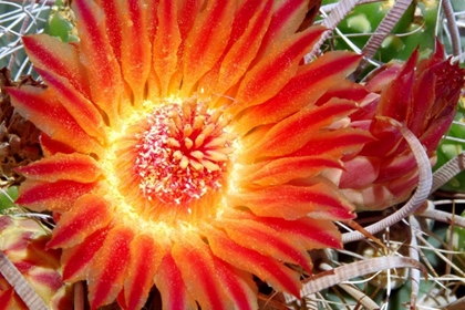Picture of CACTUS FLOWER IV