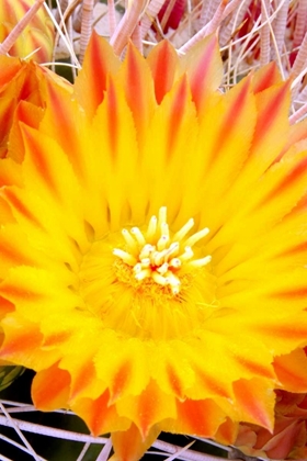 Picture of CACTUS FLOWER V