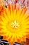 Picture of CACTUS FLOWER V
