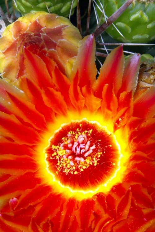 Picture of CACTUS FLOWER VI