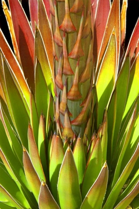 Picture of COLORFUL AGAVE I