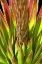 Picture of COLORFUL AGAVE I