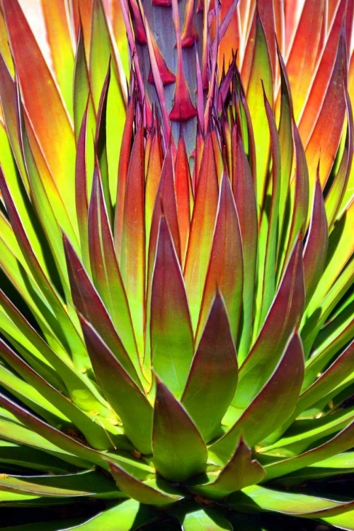 Picture of COLORFUL AGAVE II