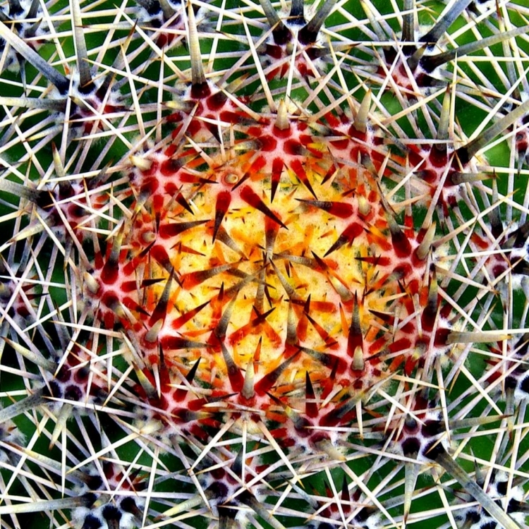 Picture of SAGUARO MANDALA II