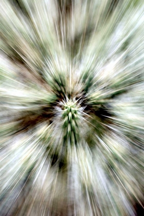 Picture of CACTUS SPINES