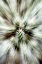 Picture of CACTUS SPINES