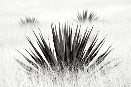 Picture of AGAVE BW I