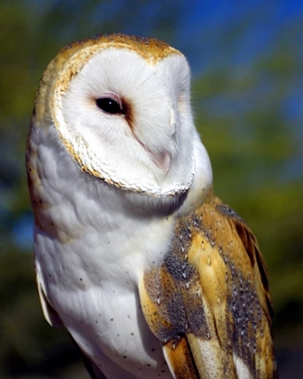 Picture of BARN OWL