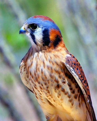 Picture of AMERICAN KESTREL