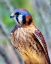 Picture of AMERICAN KESTREL