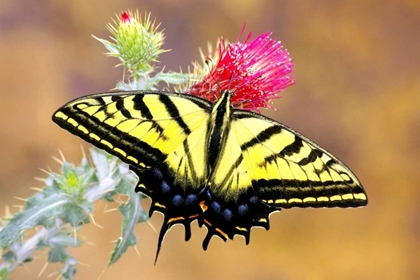 Picture of SWALLOWTAIL