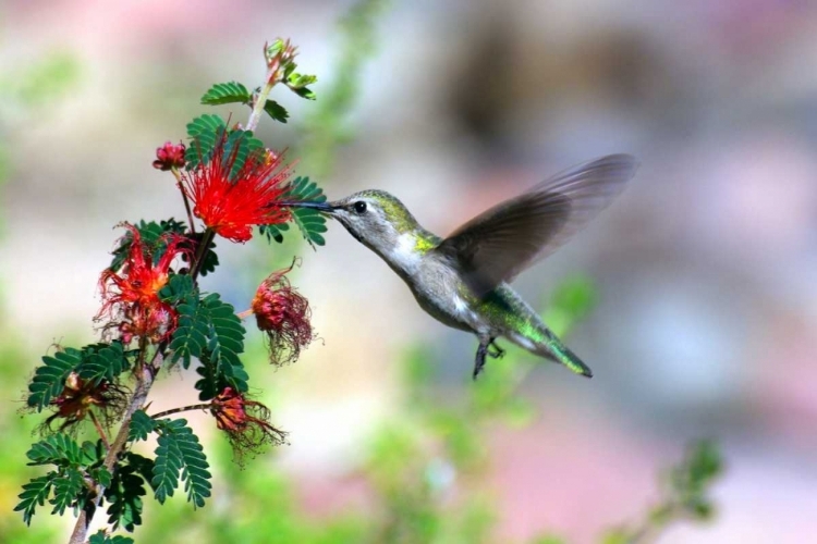 Picture of HUMMINGBIRD