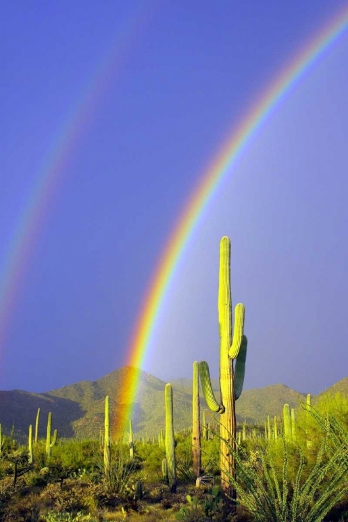 Picture of SAGUARO RAINBOW I