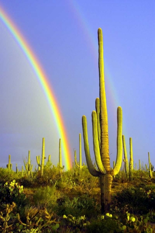 Picture of SAGUARO RAINBOW II