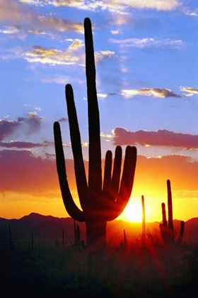 Picture of SAGUARO SUNSET