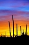 Picture of SOLSTICE SUNSET