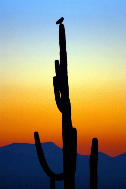 Picture of OWL AT SUNSET