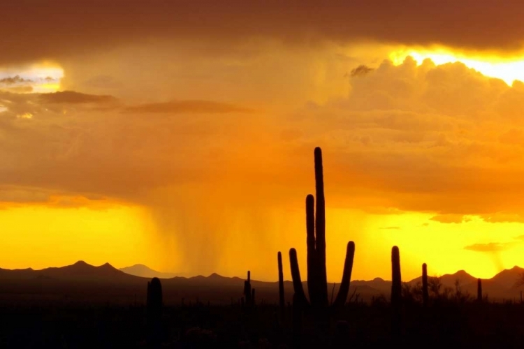 Picture of SUNSET RAIN