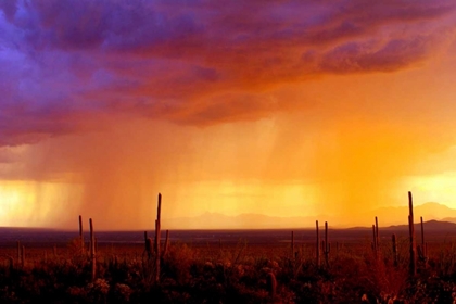 Picture of EVENING RAIN