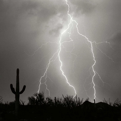 Picture of ELECTRIC DESERT III - BW