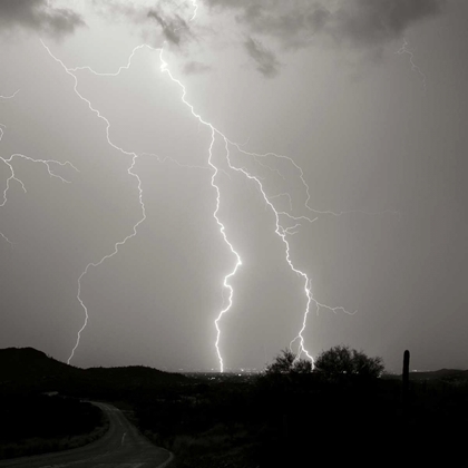 Picture of SUMMER LIGHTNING II - BW