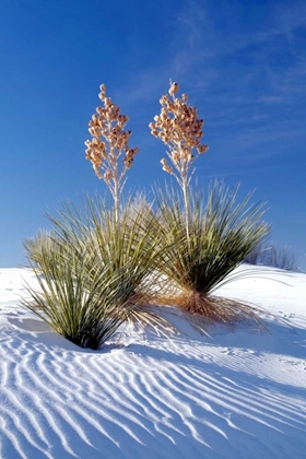 Picture of YUCCAS AND WHITE SAND I