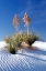 Picture of YUCCAS AND WHITE SAND I