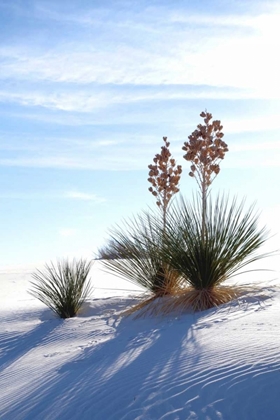 Picture of YUCCAS AND WHITE SAND II